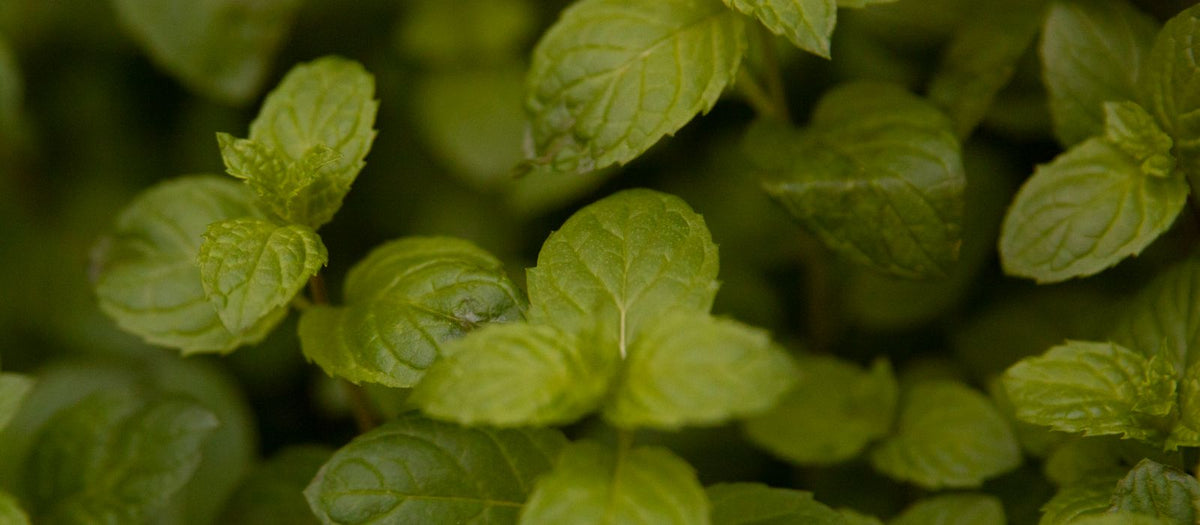 Close-up of fresh green mint leaves