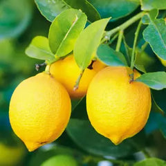 Aroma natural de limón