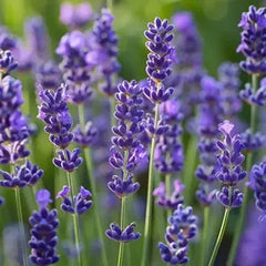 Lavanda
