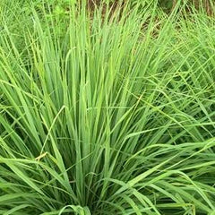 Hierba limón