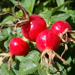 Escaramujo