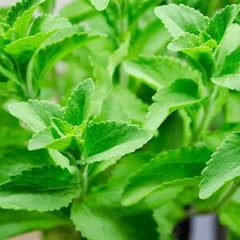 Hoja de estevia